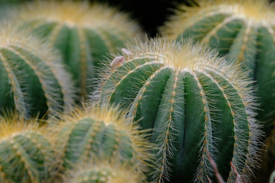 cacti with yellow spines