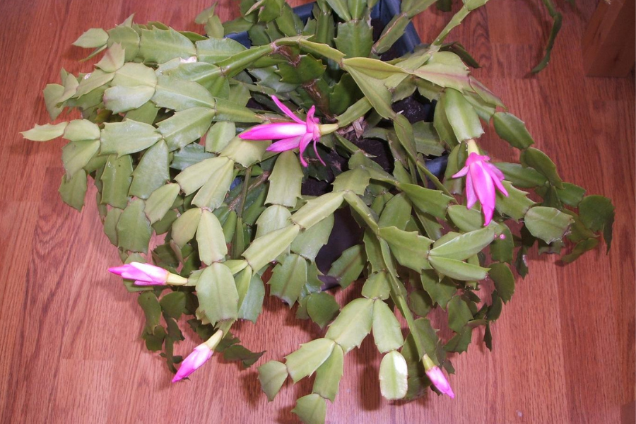 a Christmas cactus with pink flowers in a pot placed on the wooden floor leaves are turning purple