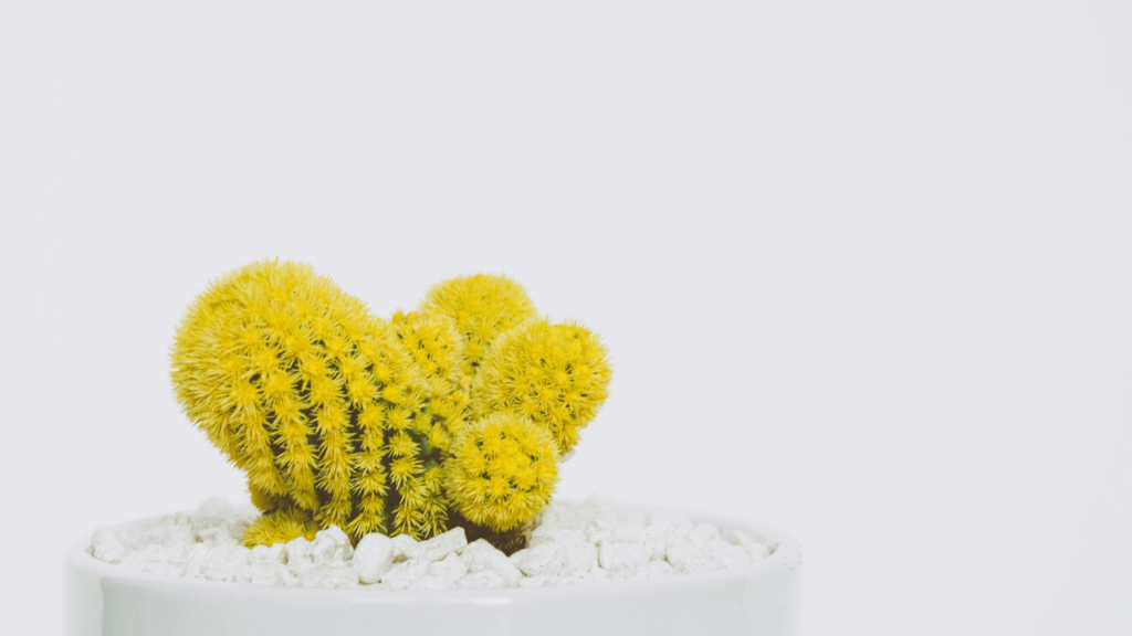 Close-up of a cactus with yellow spines in a white pot filled with white pebbles as topsoil, set against a clean white background.