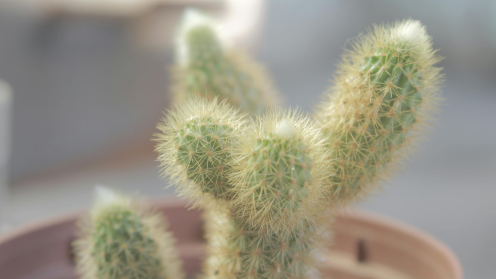 Close-up of a cactus with yellowish spines in a brown plastic pot, with a softly blurred background.